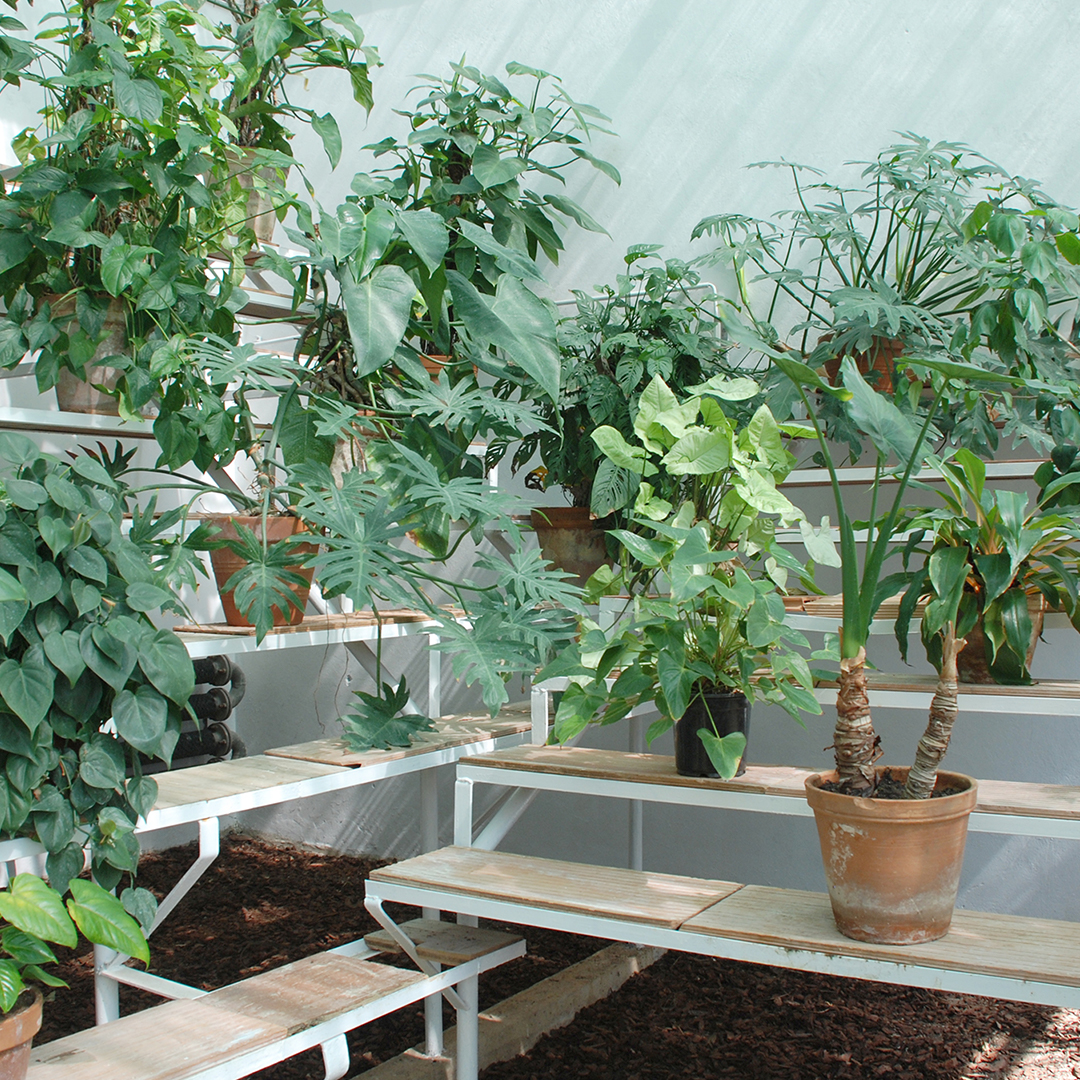 Numerous plants inside a greenhouse
