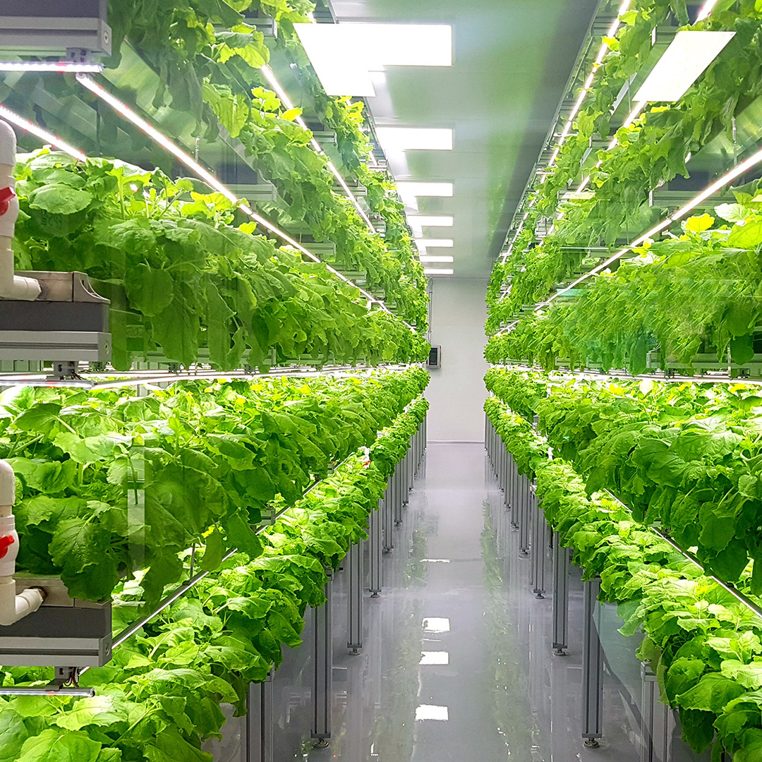 Numerous rows of plants with hydroponic systems and LED grow lights