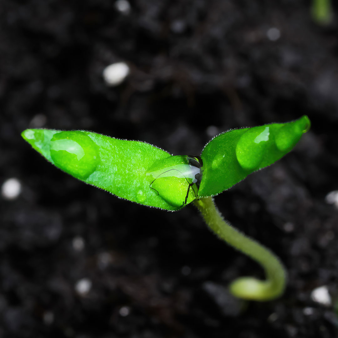 Close up of a small green plant pushing up through the dirt