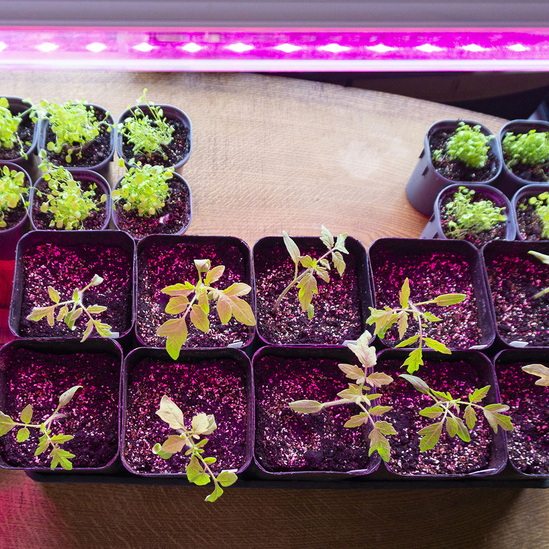 Several small plants under a red colored grow light bar