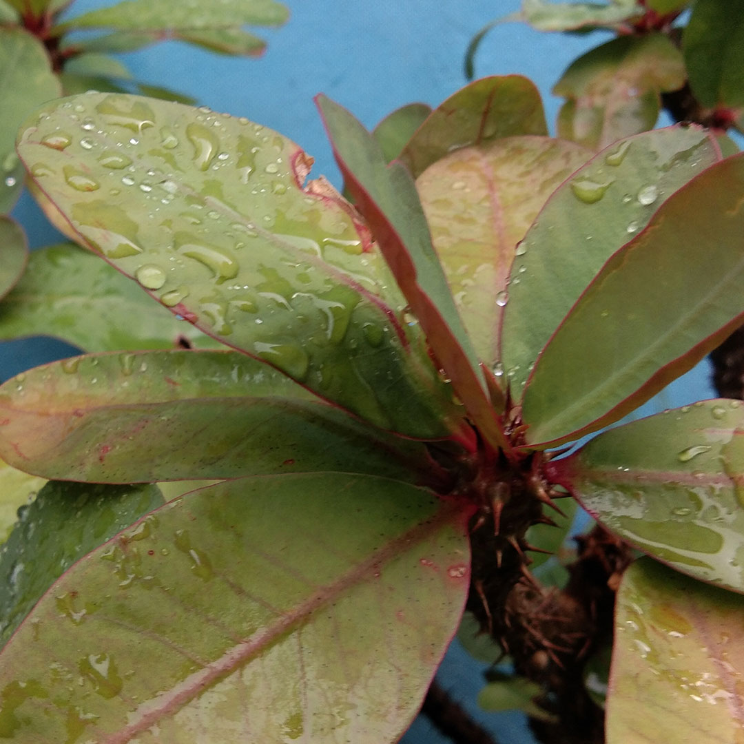 Green and red plants with wet leaves