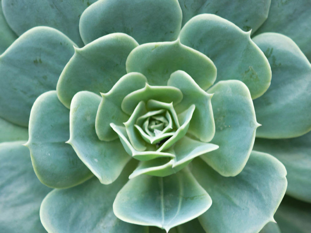A close up image of a succulent.