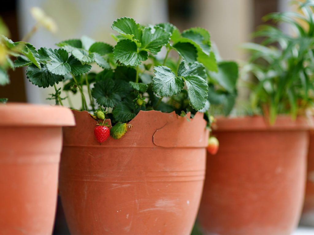 An image of potted strawberries