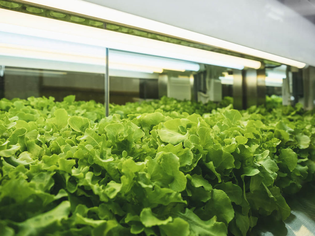 An image of lettuce growing under a grow light.